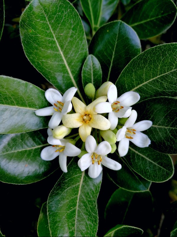 海桐花，真的好喜欢