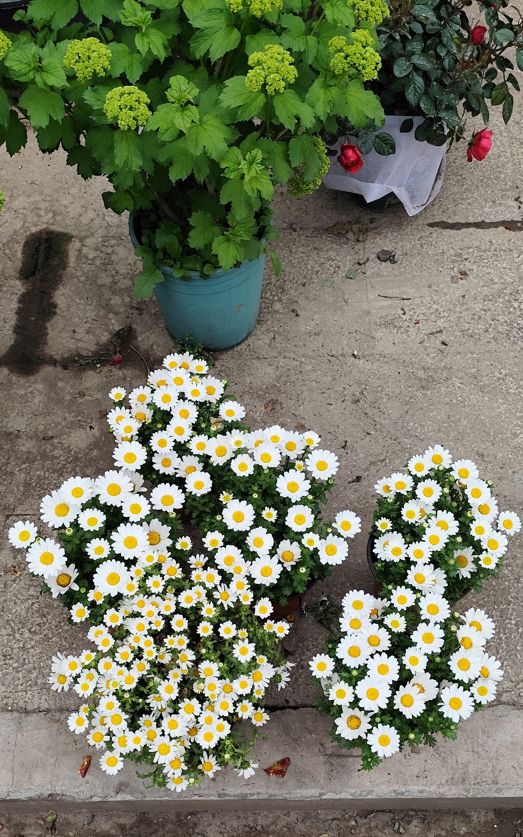 逛花市